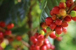 Giá cà phê hôm nay 26/11: cà phê tiếp tục tăng mạnh, Robusta vượt 5.000 USD/tấn