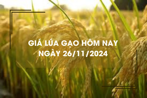 Giá lúa gạo hôm nay 26/11: gạo thơm chào giá cao