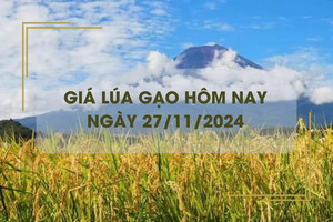 Giá lúa gạo hôm nay 27/11: giá gạo giảm nhẹ 50 đồng/kg