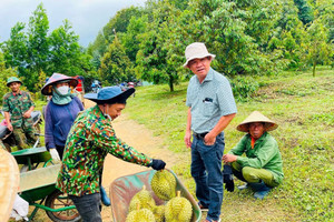 Từ sắt thép đến vườn cây: Công ty vật liệu xây dựng lấn sân sang sầu riêng, bầu Đức không còn một mình