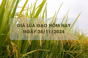 Giá lúa gạo hôm nay 28/11: lúa tươi giá tăng mạnh