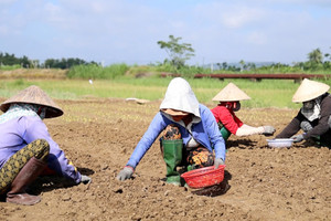 Thủ phủ hoa lay ơn hối hả xuống giống vụ Tết