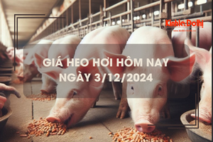 Giá heo hơi hôm nay 3/12: tăng giảm trái chiều tại miền Nam