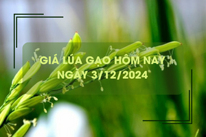 Giá lúa gạo hôm nay 3/12: lúa mới vững giá