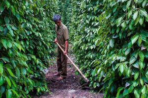 Giá tiêu hôm nay 4/12: lao theo cà phê, giá tiêu liệu còn giảm thêm?