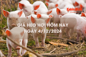 Giá heo hơi hôm nay 4/12: tăng 1.000 đồng/kg trên cả 3 miền