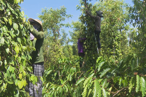 Giá tiêu hôm nay 8/12: tăng 3 ngày liền, tiến sát mốc 150.000 đồng/kg