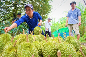 HAGL: 'Trái ngọt' cuối năm 2024 giúp cổ phiếu HAG bứt tốc