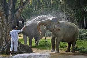 Thảo Cầm Viên Sài Gòn nguy cơ đóng cửa vì nợ thuế, doanh thu trăm tỷ nhưng lợi nhuận vỏn vẹn vài tỷ đồng