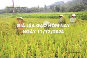 Giá lúa gạo hôm nay 11/12: lúa tươi tiếp đà tăng cao