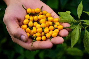 Loại ớt đắt đỏ bậc nhất thế giới giá lên tới 800 triệu đồng/kg từng tạo cơn sốt tại Việt Nam hiện tại ra sao?