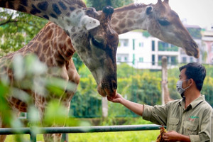 Vụ Thảo Cầm Viên Sài Gòn nguy cơ đóng cửa vì nợ thuế: Đã có hướng giải quyết