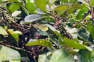 Giá cà phê hôm nay 12/12: dứt chuỗi tăng, Arabica rơi từ đỉnh cao lịch sử