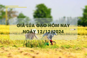 Giá lúa gạo hôm nay 12/12: lúa tươi giá neo cao