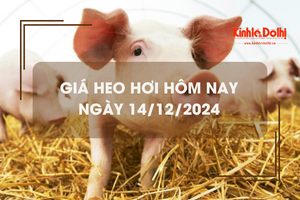 Giá heo hơi hôm nay 14/12: tăng 1 giá tại miền Nam