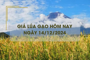 Giá lúa gạo hôm nay 14/12: giá gạo tiếp đà giảm nhẹ