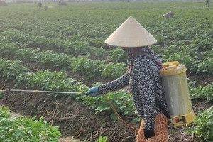 Nông dân Thái Bình 'lật ngược thế cờ': Bỏ lúa, trồng cây ngắn ngày ưa lạnh, thương lái 'nườm nượp' đến mua, Tết này hứa hẹn phát tài