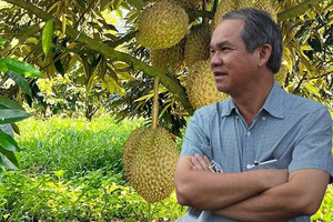 Mang lại 'siêu lợi nhuận', HAGL của bầu Đức đã tăng gấp đôi diện tích sầu riêng lên 2.000ha