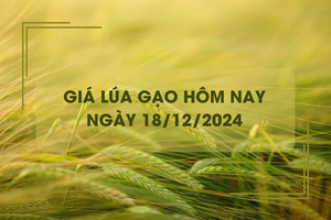 Giá lúa gạo hôm nay 18/12: giá gạo tăng nhẹ