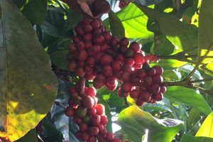 Giá cà phê hôm nay 19/12: 2 sàn trái chiều, Arabica tăng mạnh