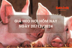 Giá heo hơi hôm nay 20/12: tăng nhẹ 1.000 đồng/kg tại nhiều địa phương