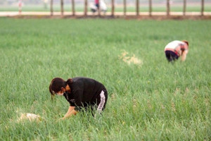 2 loại cây gia vị nghìn tỷ của Hải Dương vươn tới trời Âu