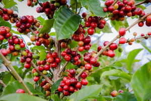 Giá cà phê hôm nay 21/12: 2 nguyên nhân đẩy giá Arabica tăng trở lại