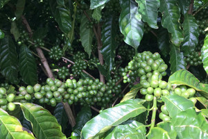 Giá cà phê hôm nay 22/12: 2 bộ mặt trái ngược của Robusta và Arabica