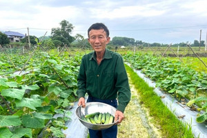 Nông dân Hà Tĩnh 'chớp thời cơ' giống cây ngắn ngày lại dễ chăm, chỉ sau 45 ngày lãi gần 10 triệu/ sào