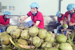 Dừa sốt giá, đứng trước cơ hội tỷ đô: Nông dân phấn khởi nhưng doanh nghiệp như ‘ngồi trên đống lửa’