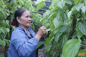 Nông dân Hà Tĩnh 'mách nước' cả làng trồng loại cây đếm lá là có tiền, quanh năm xanh mướt, chi phí đầu tư cực thấp