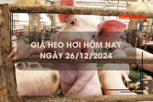 Giá heo hơi hôm nay 26/12: giá heo hơi tại miền Bắc quay đầu giảm nhẹ