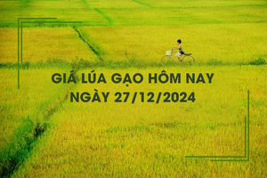 Giá lúa gạo hôm nay 27/12: lúa tươi tiếp đà giảm nhẹ 100 đồng/kg