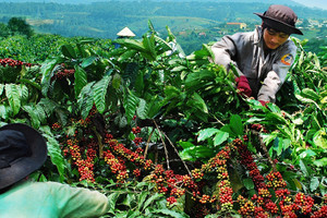 Giá cà phê hôm nay 30/12: nhận định giá cà phê tuần này, Robusta gặp khó