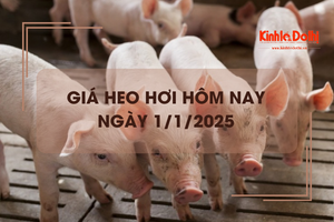 Giá heo hơi hôm nay 1/1: ghi nhận tăng nhẹ ngày đầu năm