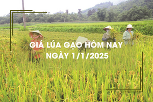 Giá lúa gạo hôm nay 1/1: giá gạo giảm, lúa tươi tăng nhẹ