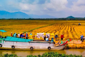 'Ngọc trời' Việt Nam lập hai kỷ lục lớn trong ngành xuất khẩu, khẳng định vị thế hàng đầu trên bản đồ lương thực thế giới