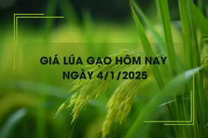 Giá lúa gạo hôm nay 4/1: đồng loạt giảm nhẹ