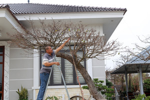 Bán 4 cây mai vàng, người nông dân ở Quảng Ninh đủ tiền xây nhà đẹp