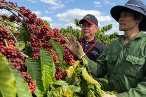 Giá cà phê hôm nay 8/1/2025: 2 sàn tiếp tục tăng, Robusta vượt 5.000 USD/tấn