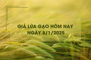 Giá lúa gạo hôm nay 8/1: giá lúa quay đầu giảm mạnh