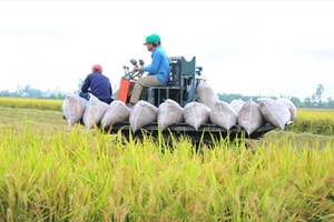 Giá lúa gạo thấp nhất 2 năm: Nông dân, thương lái, doanh nghiệp gặp khó