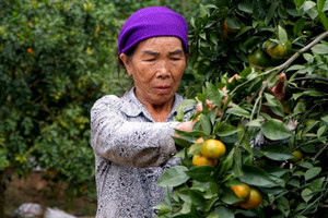 Vợ chồng lão nông Thanh Hóa bỏ túi tiền tỷ mỗi năm nhờ vườn cây ăn quả