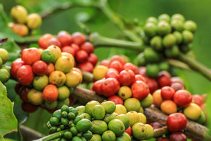 Giá cà phê hôm nay 14/1/2025: Arabica tăng tiếp, vụ thu hoạch diễn ra thuận lợi