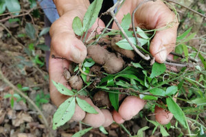 Loại rễ cây dại được coi là 'dược vương', giá đắt như vàng, đào lên bán đi thu cả chục triệu đồng/kg