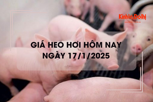 Giá heo hơi hôm nay 17/1: Một số địa phương hạ giá