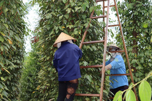 Giá tiêu hôm nay 18/1/2025: lý do khiến Trung Quốc tăng mua ngay sau tết 2025