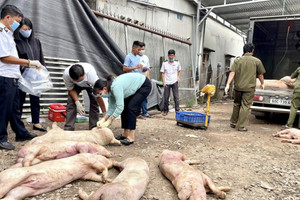 Kiểm tra, ngăn chặn thịt lợn bẩn tuồn ra thị trường dịp Tết