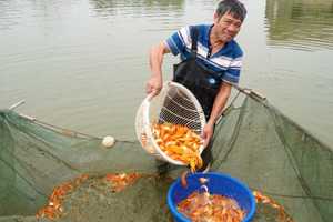 Cá chép đỏ cúng ông Công ông Táo tăng giá theo ngày