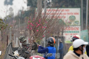 Hà Nội: Đào Nhật Tân tăng giá mạnh, chi tiền triệu vẫn khó mua